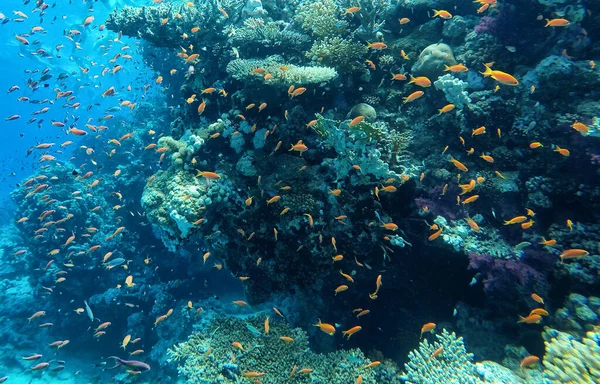 Bajo Agua Gran Cantidad Peces Mar Rojo — Foto de Stock