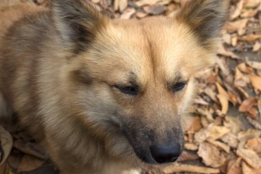 Fox, kapat, sonbahar yaprakları, üzgün surat.