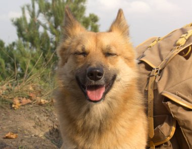 Güzel kızıl bir köpeğin portresi.