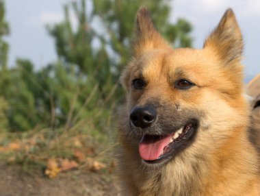 Güzel kızıl bir köpeğin portresi.