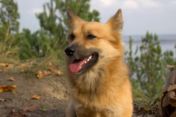Portrait Beautiful Ginger Dog — Stock Photo, Image