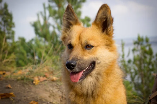一只漂亮的生姜狗的肖像 — 图库照片