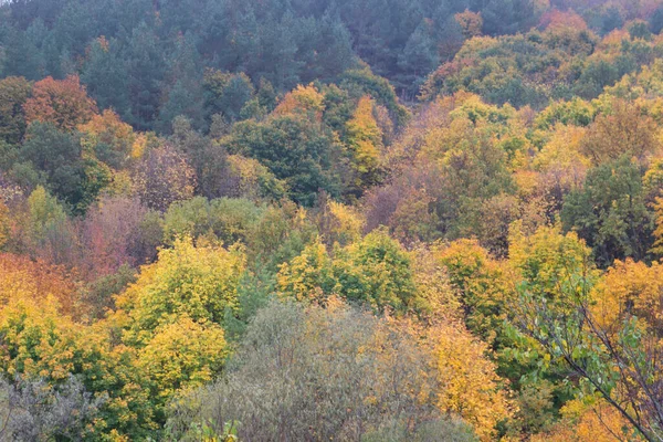 Spectaculair Uitzicht Het Herfstbos — Stockfoto