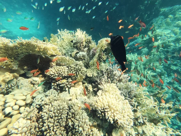 Montón Peces Mundo Submarino — Foto de Stock