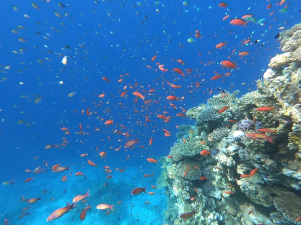 Montón Peces Mundo Submarino — Foto de Stock