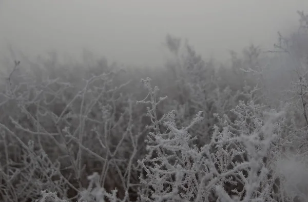 树枝上的霜冻痕迹 — 图库照片