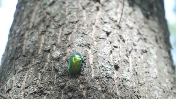 Gran Escarabajo Verde Arrastra Corteza — Vídeo de stock