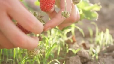 Kadın eli çilek toplar, kapar.