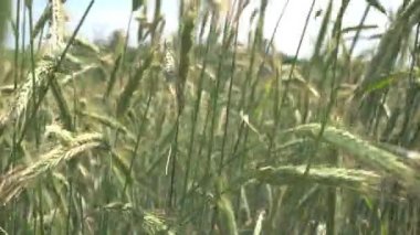 Rüzgarda savrulan buğday başakları