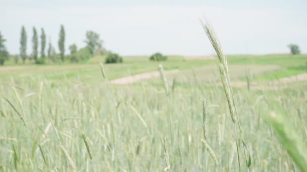 Колоски Пшениці Летять Вітрі — стокове відео