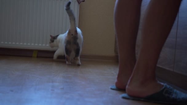 Kočka Zájmem Dívá Majitele — Stock video