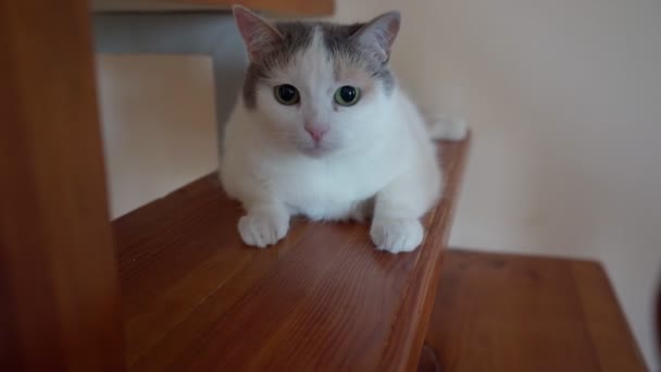 Lekfull Katt Sittande Trappan — Stockvideo