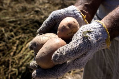 Tarlada patates tutan çiftçi.