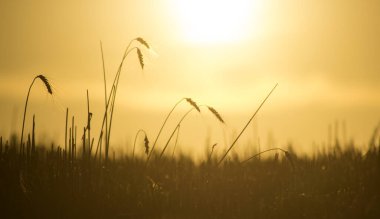 Gün batımında olgunlaşmış buğday kulakları