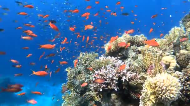 Montón Peces Hermoso Arrecife Coral Bajo Agua — Vídeo de stock