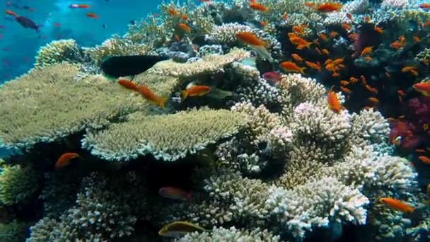 Muitos Peixes Nadam Torno Recife Coral — Vídeo de Stock