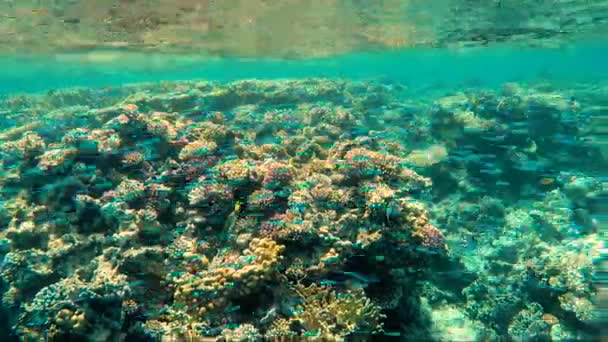 Beaucoup Poissons Nagent Autour Récif Corallien — Video