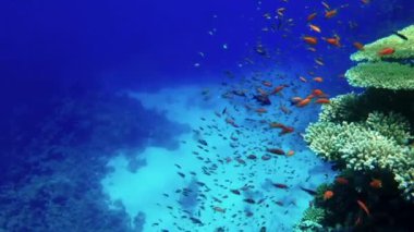 Bir sürü balık mercan resifinin etrafında yüzer.