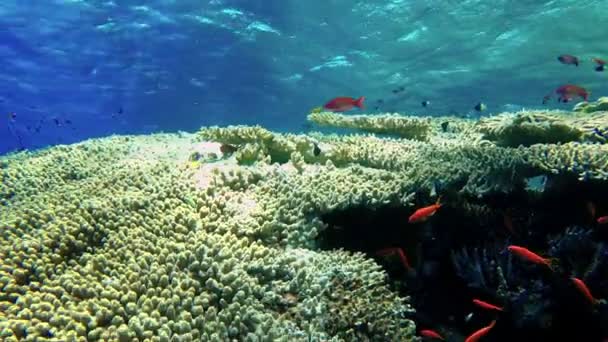 Sacco Pesci Nuotano Intorno Una Barriera Corallina — Video Stock