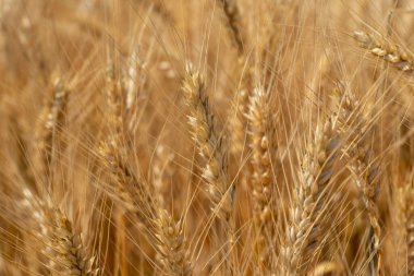 Tarlada olgunlaşmış buğday başakları