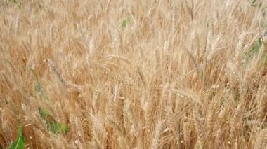 Tarlada olgunlaşmış buğday başakları