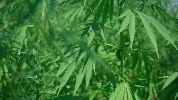 Видео рост конопли интересные факты о марихуана