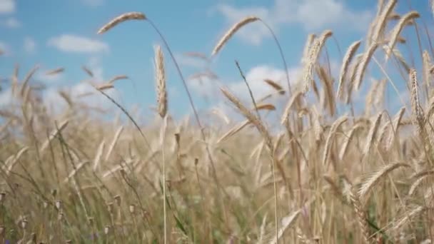 Uši Pšenice Proti Modré Obloze — Stock video