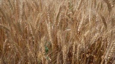 Olgun buğday başakları, kapayın