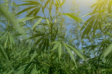 Büyük marihuana tarlası, kanabis tomurcuğu, güneşli bir gün