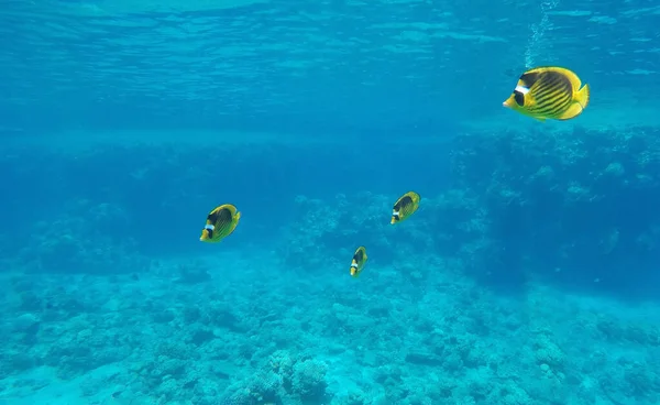 Belo Peixe Amarelo Subaquático Água Limpa Coral — Fotografia de Stock