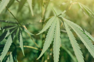 Büyük marihuana tarlası, kanabis tomurcuğu, güneşli bir gün