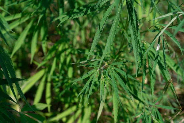 Large Marijuana Plantation Canabis Bud Sunny Day — Stock Photo, Image