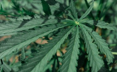 Büyük marihuana tarlası, kanabis tomurcuğu, güneşli bir gün