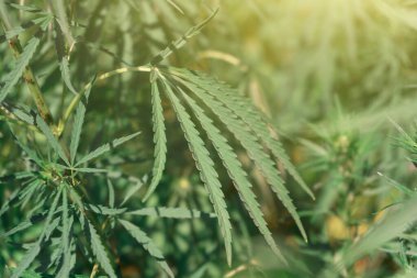 Büyük marihuana tarlası, kanabis tomurcuğu, güneşli bir gün