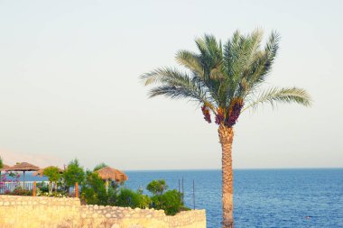 Sahilde bir palmiye ağacı
