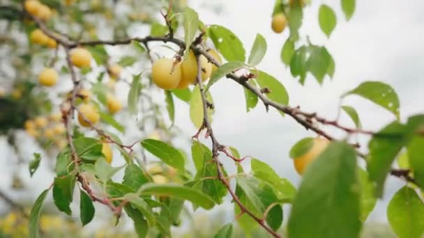 许多黄色的浆果在树枝上 — 图库视频影像