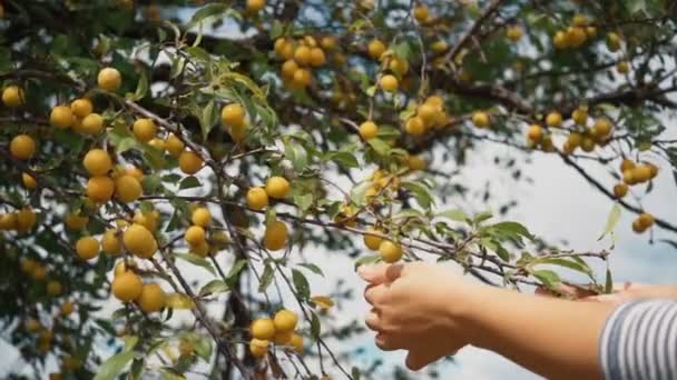 Beim Beerenpflücken Pflückt Das Mädchen Gelbe Beeren — Stockvideo
