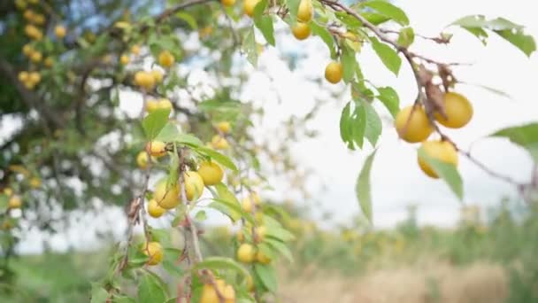 Viele Gelbe Beeren Auf Ästen — Stockvideo