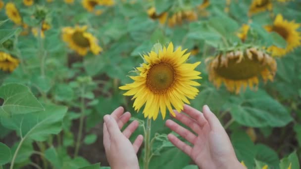 Meisje Knuffelt Een Bloem Zonnebloem — Stockvideo