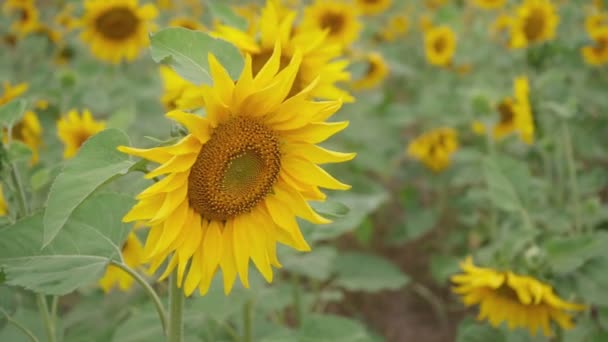 Blick Auf Das Feld Mit Sonnenblumen — Stockvideo