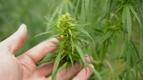 Esrar Çiçeği Marihuana Tarlası Tarım — Stok video