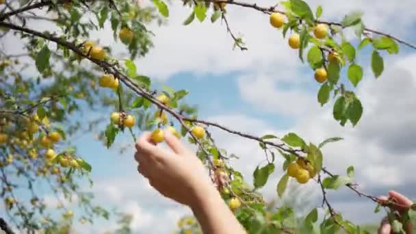 Flicka samlar oliver från trädet — Stockvideo