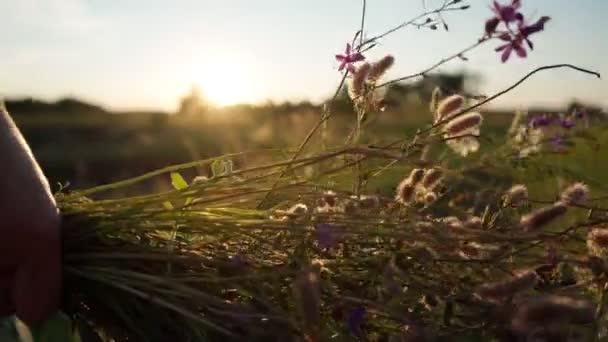 Bir buket kır çiçeği bir kızın ellerinde — Stok video