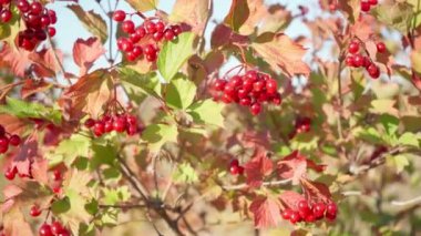 Çalılıklarda güzel kırmızı meyveler