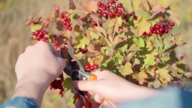 Güzel kırmızı olgun böğürtlen hasadı