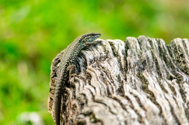 Ocellated kertenkele güneş güneşli bir parça yıpranmış ahşap üzerinde, onun canlı pulları ve doğal habitat sergilenir
