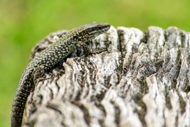 Küçük yeşil ve kara kertenkele, yıpranmış gri bir odun parçasında güneşleniyor. Güneşin sıcaklığının tadını çıkarıyor.