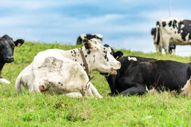 Süt inekleri yeşil çayırlarda dinleniyor, güneşli havanın tadını çıkarıyor ve birlikte huzurlu bir yaşam sürüyorlar.