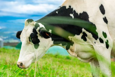 Siyah ve beyaz süt inekleri başlarının üzerinde bulutlu bir gökyüzü olan bir çiftlik otlağında yemyeşil çimlerde huzur içinde otluyor.