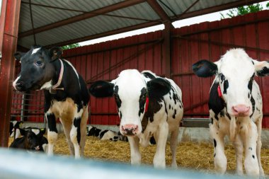 Ahırda samandan bir yatak üzerinde duran üç genç buzağı